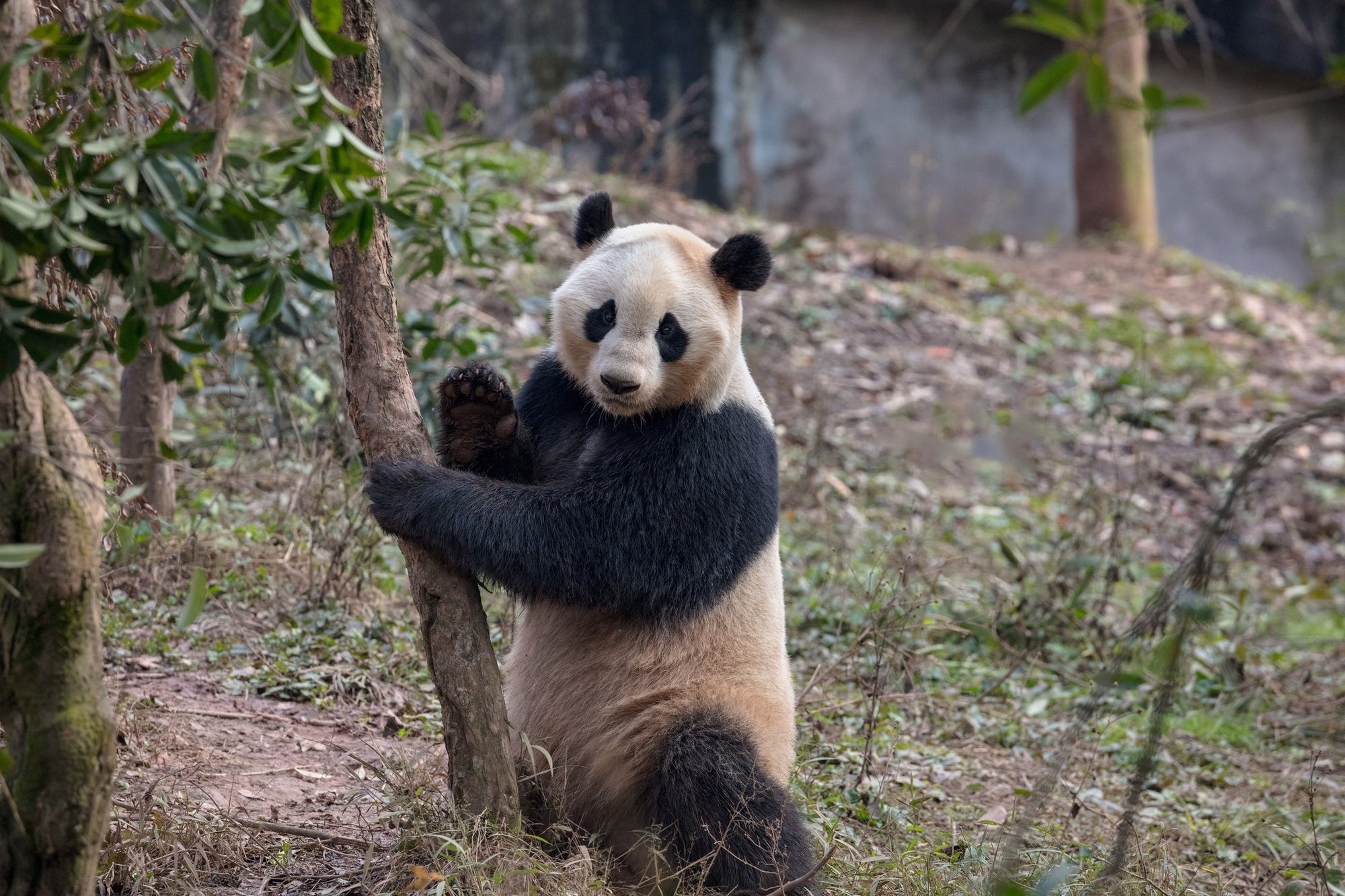 A real panda waves bye as if he is sad that the viewer is leaving.