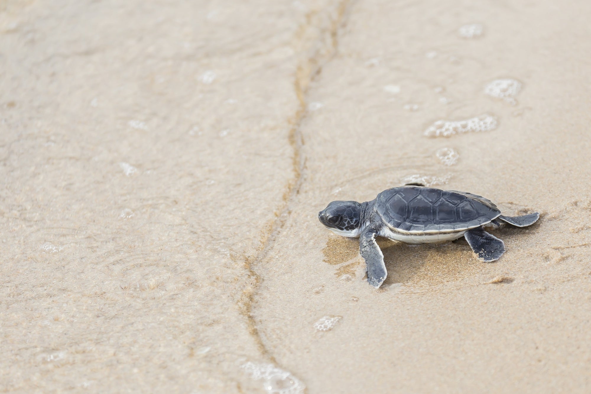 A baby sea turtle plunges head first into the vast unknown ocean world.