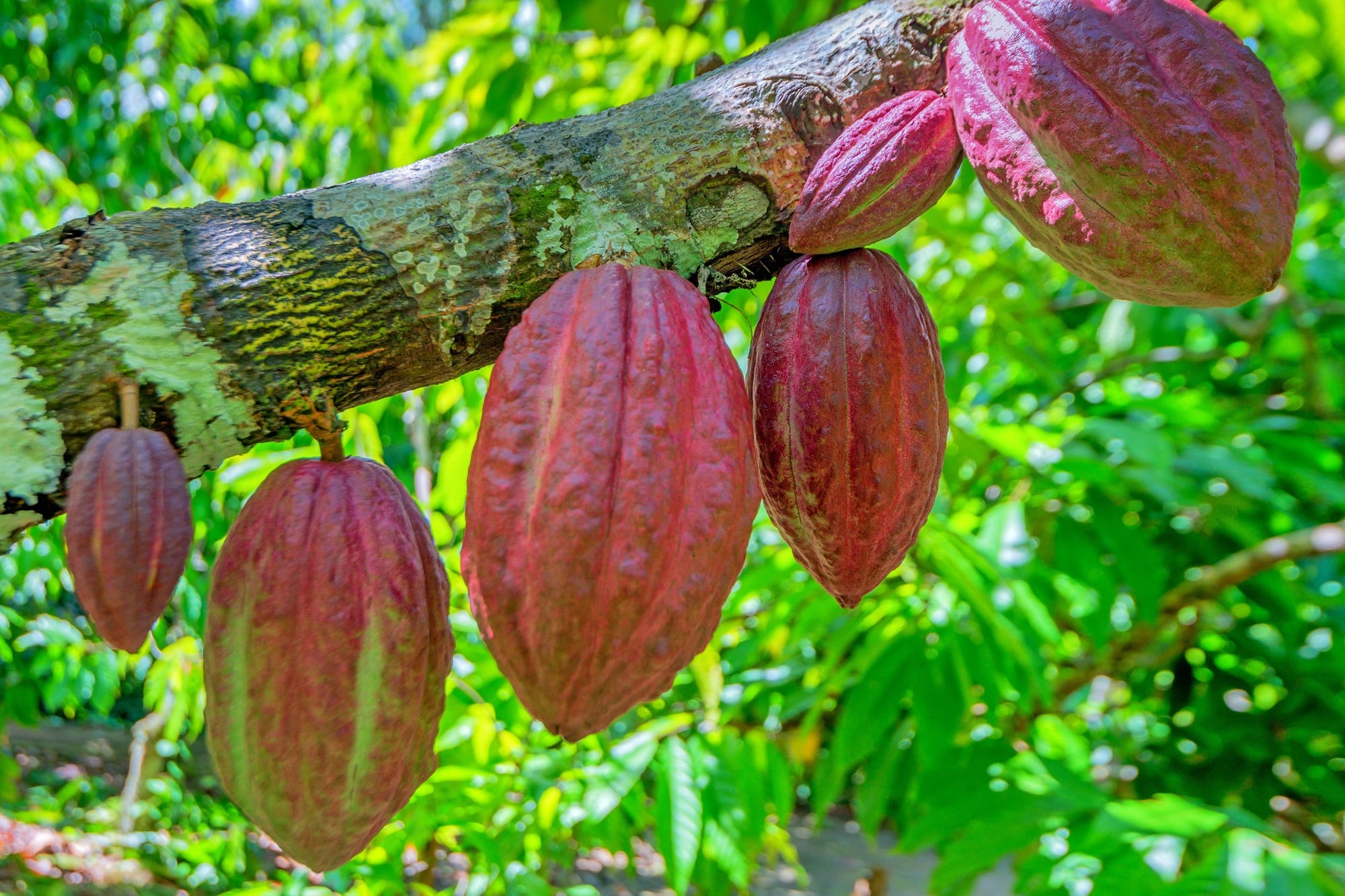 Beautiful red cocoa pods in Cameroon as part of a reforestation project helping cocoa farmers learn sustainability.