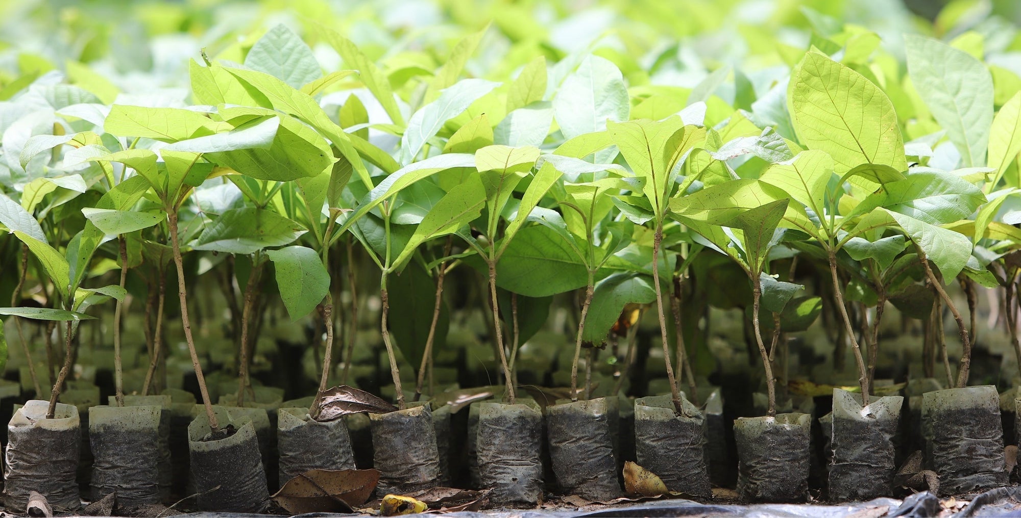 Saplings are ready to be planted as part of reforestation project.