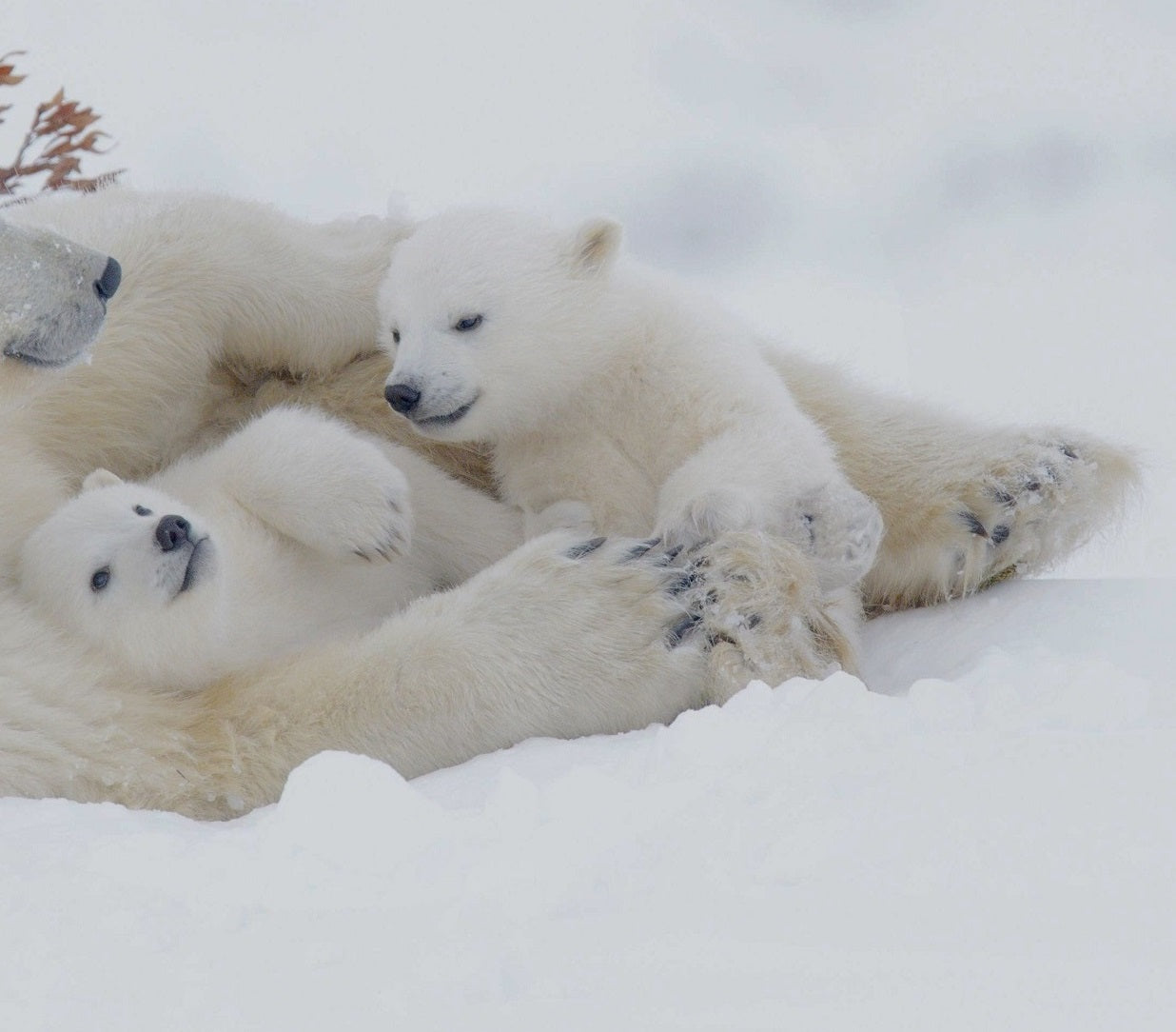 Mother polar bear happily lying with her cubs as a cute symbol for the need to fight global warming and protect our planet.