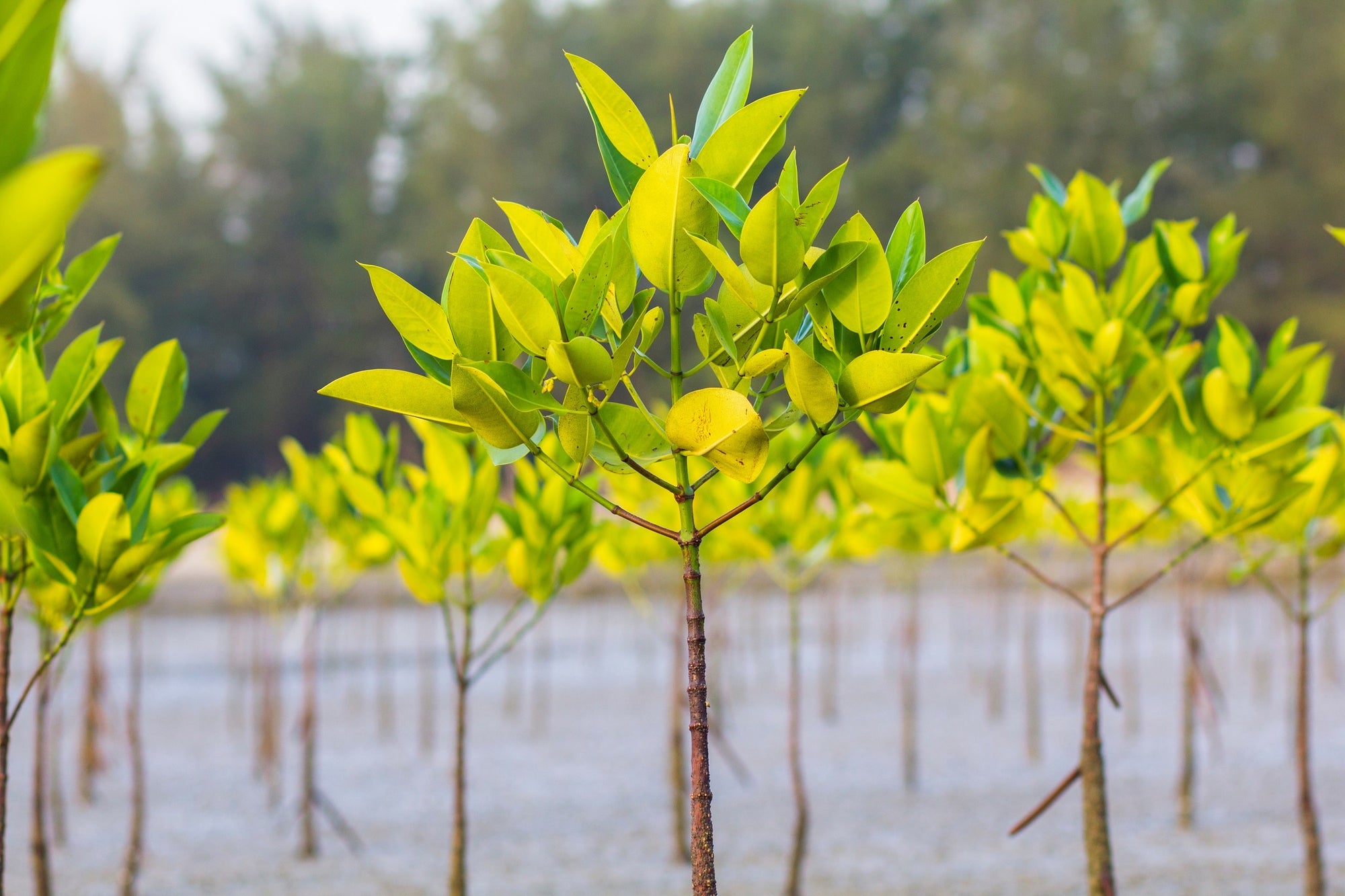 Young mangrove trees planted as part of reforestation effort.