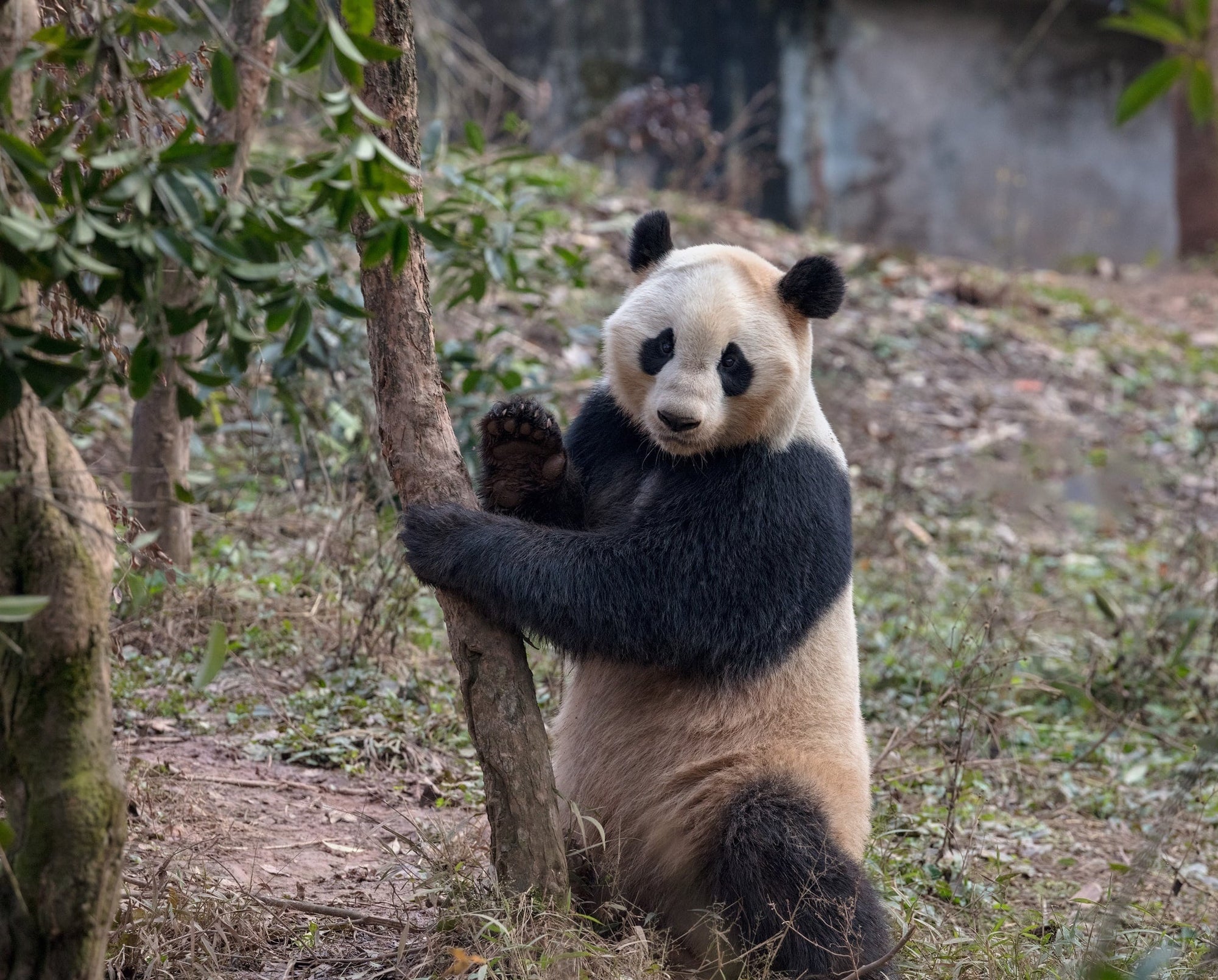 A real panda waves bye as if he is sad that the viewer is leaving.