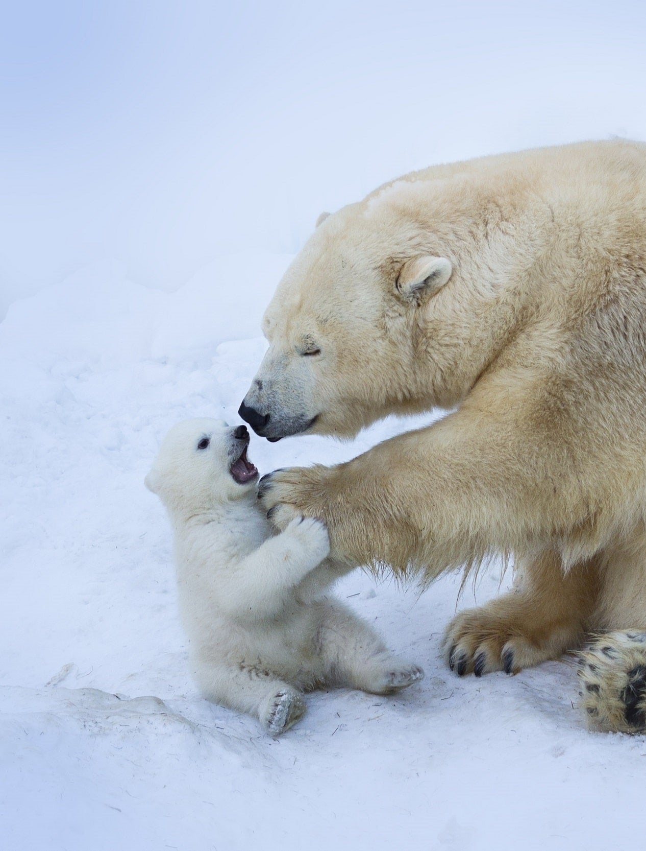 Polar bears represent the sustainability of undyed bedding