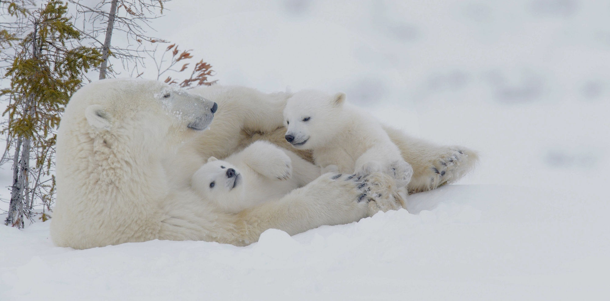 Mother polar bear happily lying with her cubs as a cute symbol for the need to fight global warming and protect our planet.