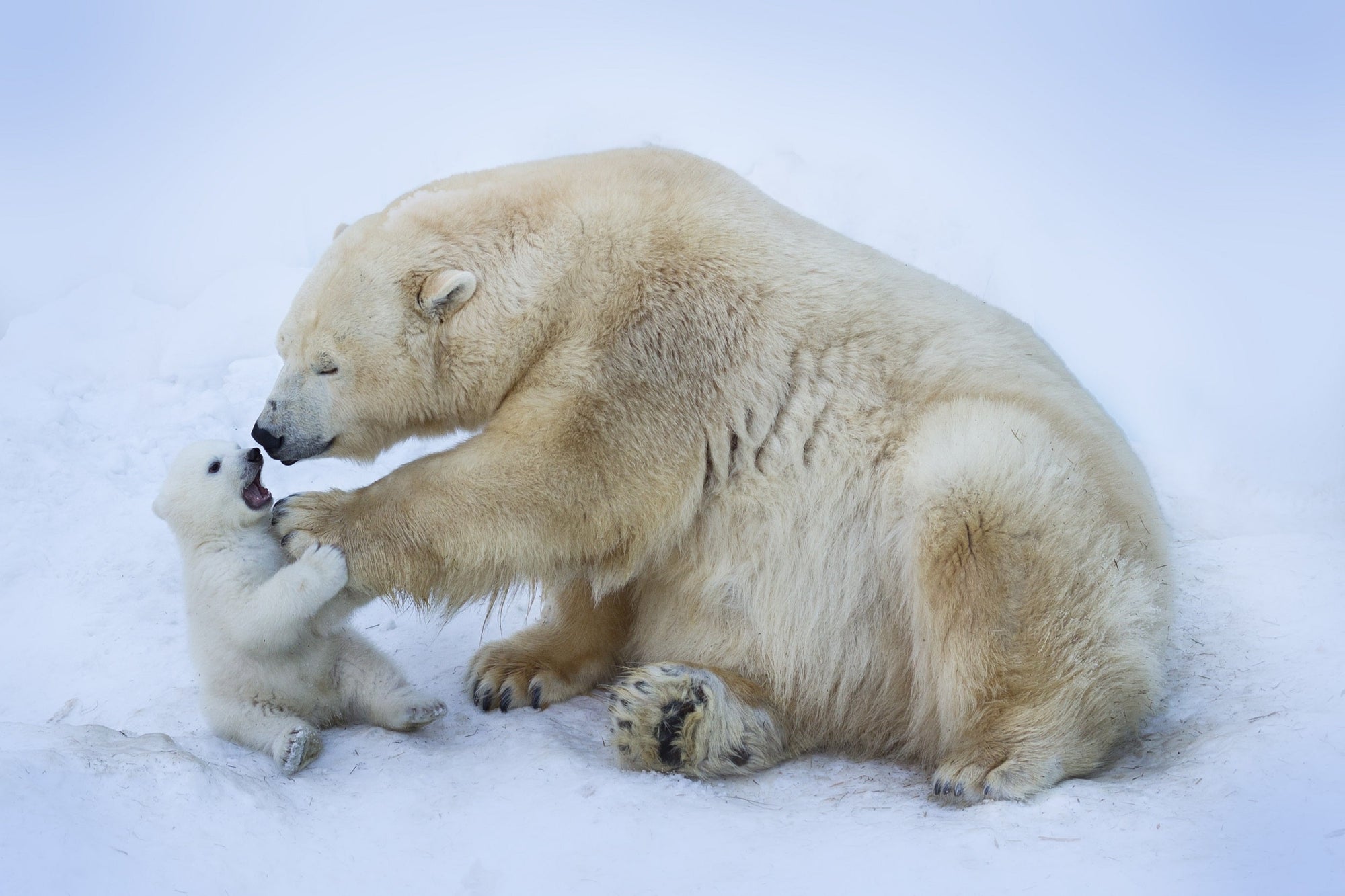 A mother polar bear rubs the chest of her cub with such extreme cuteness being symbolic of the need to fight climate change.