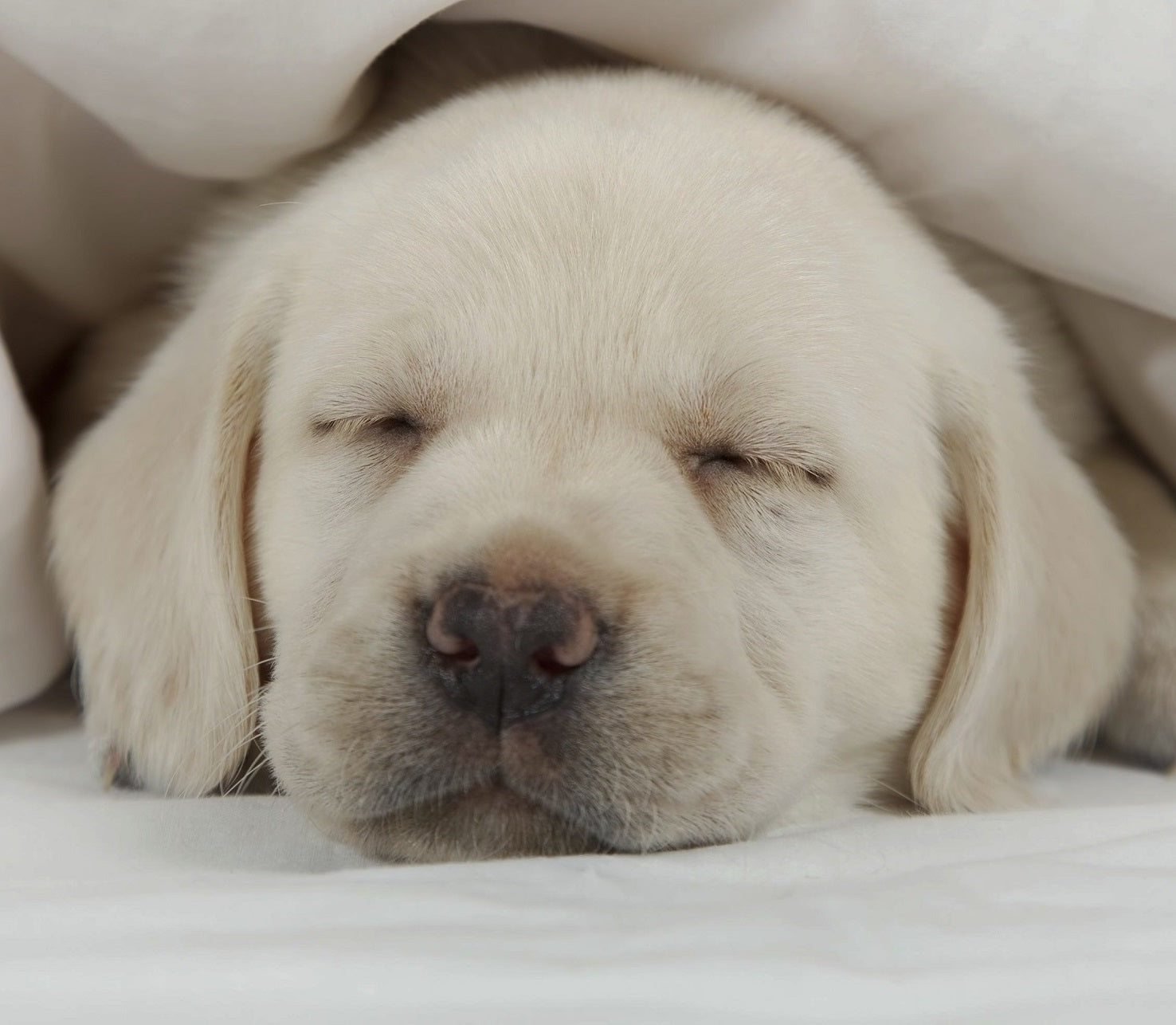 A white puppy sleeps soundly in his owner's bed.