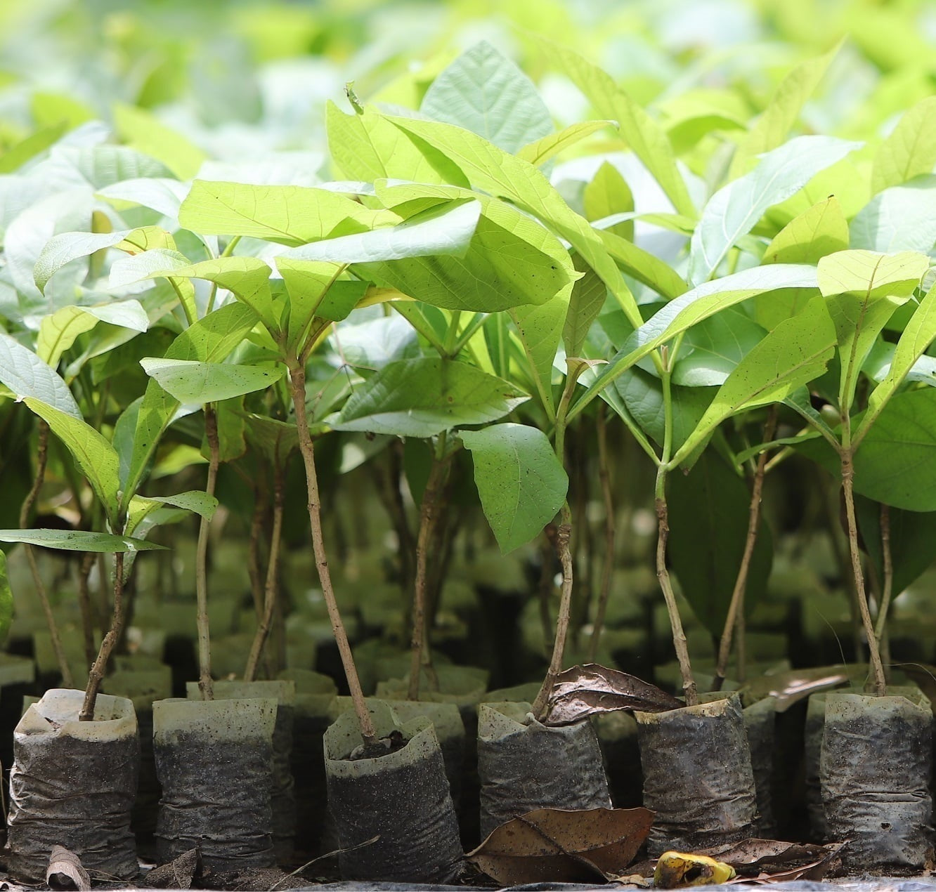 Saplings are ready to be planted as part of reforestation project.