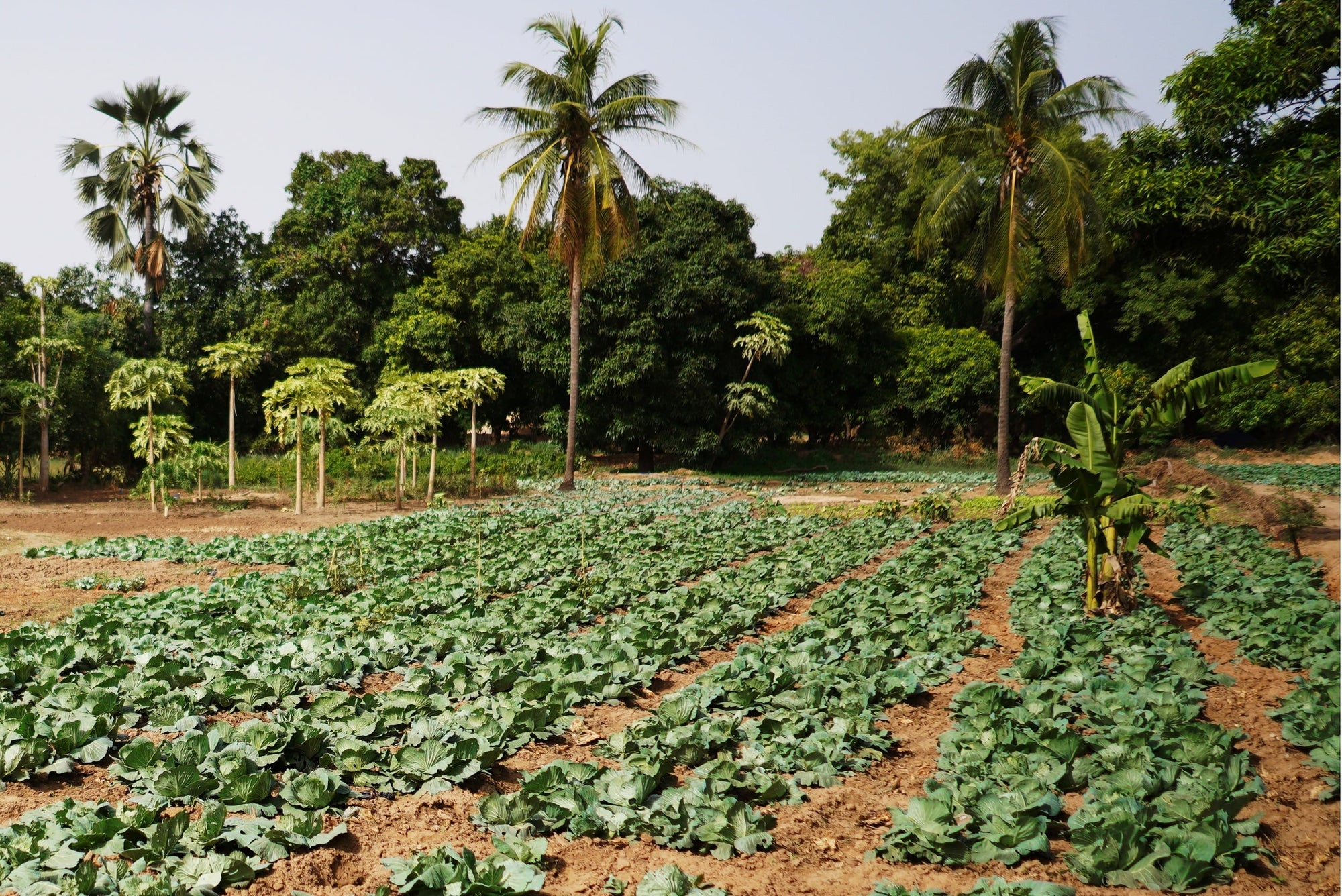 Forest gardens in Senegal as part of a reforestation project.