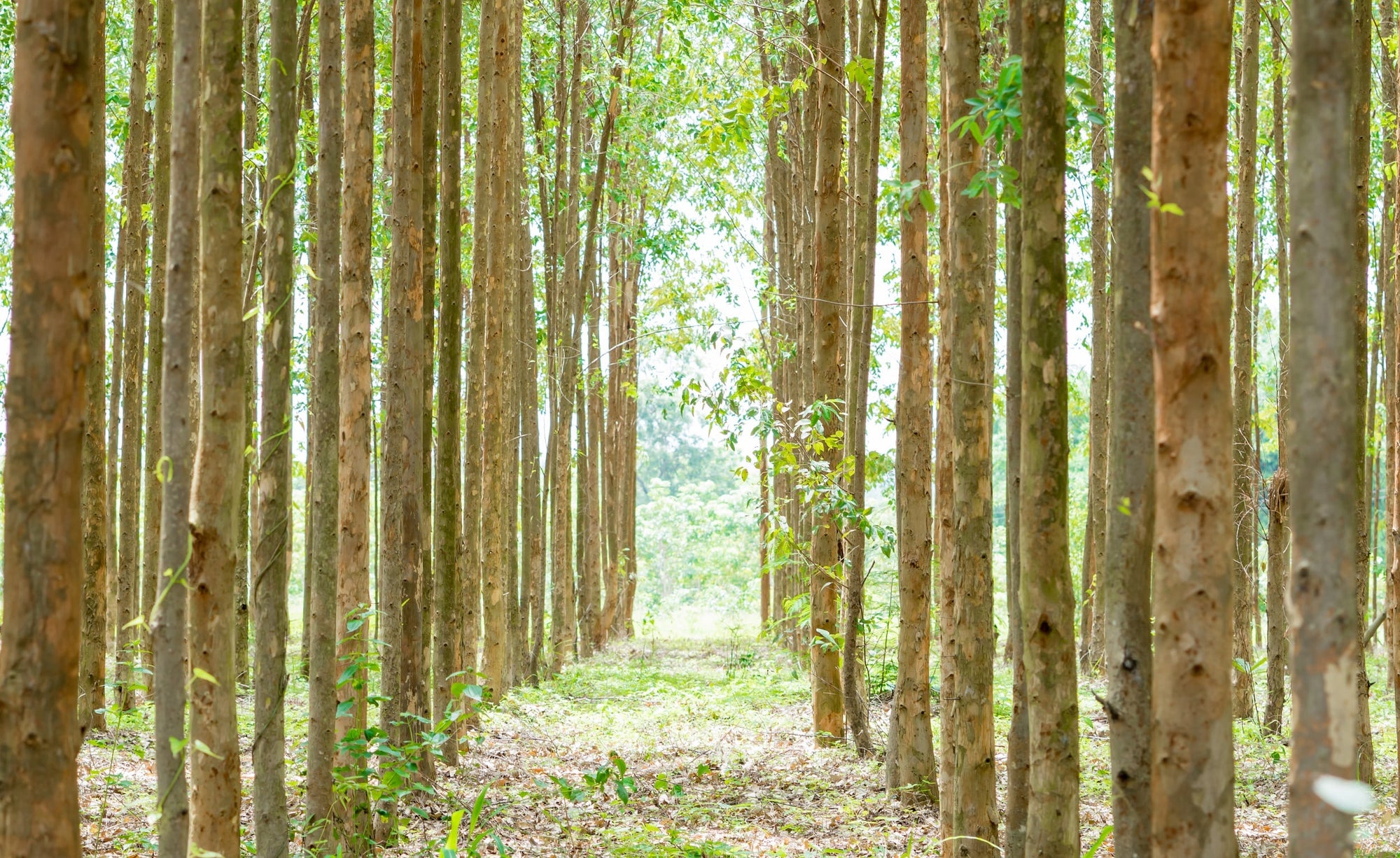 A eucalyptus forest, a natural and renewable source of raw material that grows without the use of fertilizers or pesticides, and the primary ingredient in TENCEL.