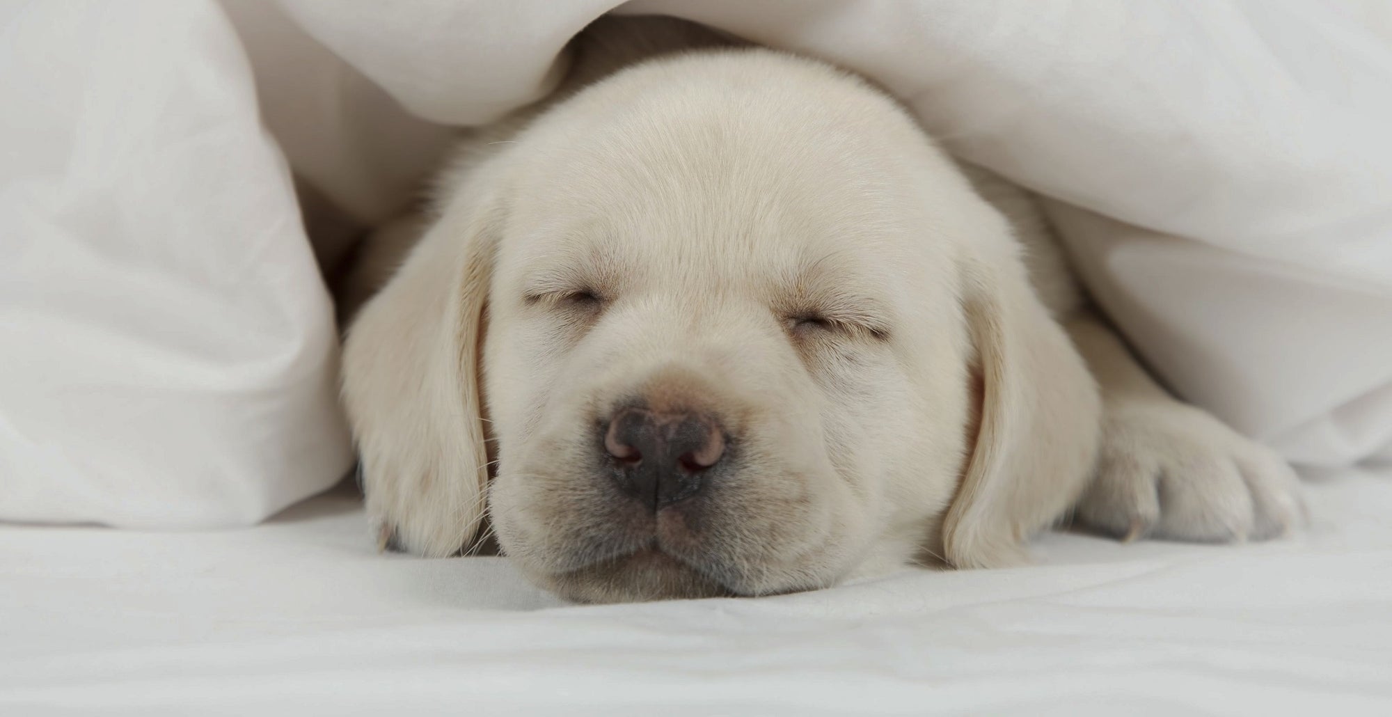 A Labrador puppy sleeps peacefully under sustainable, undyed bedding.